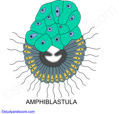  Amphiblastula larva, development of sponges, sexual reproduction in sponges, calcareous, hexactanellids, desmospongia
